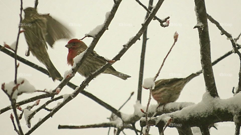 Birds in snowy tree