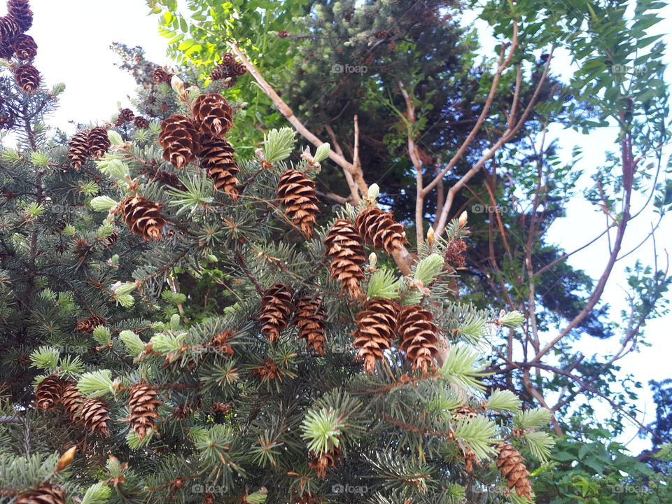 Opening Blue Spruce Cone Clusters against Russian Elms and blue sky