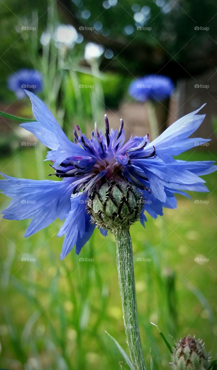 edible blossoms