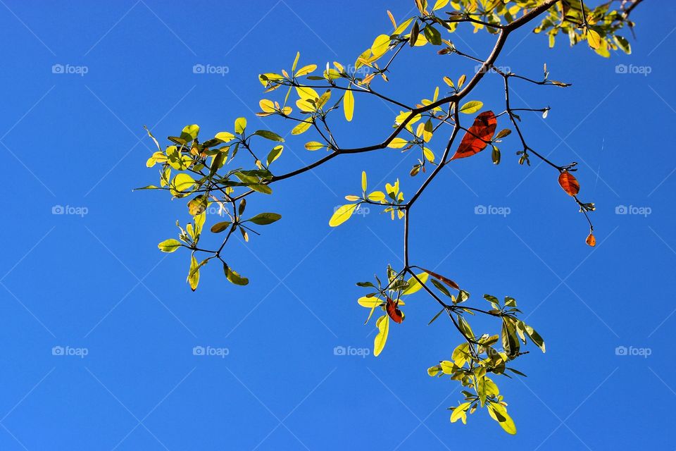 Red leaf blue sky