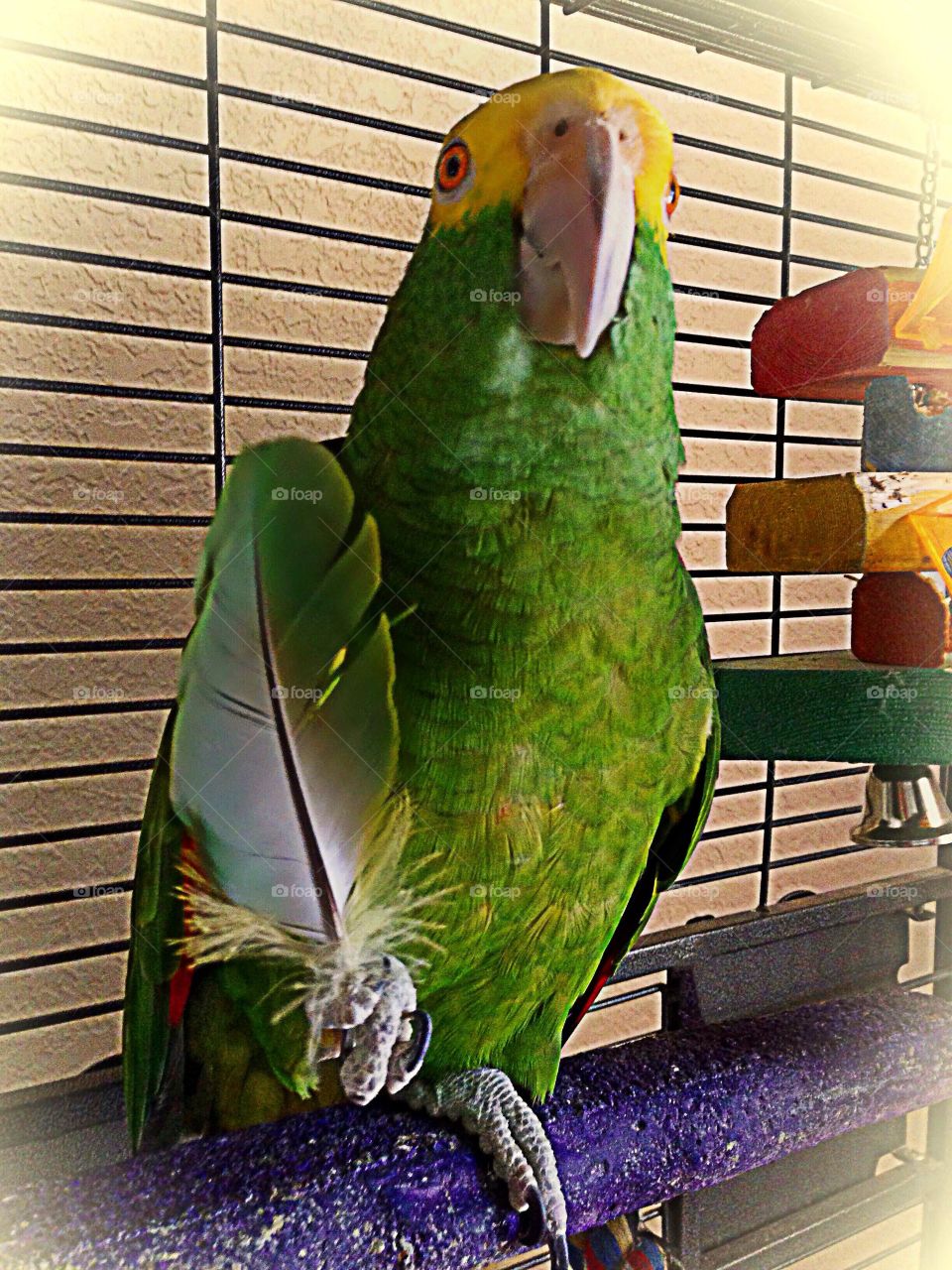 Green Parrot-green story