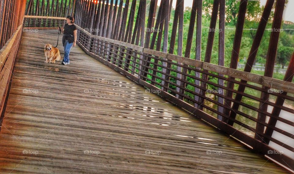 Golden retriever on a bridge. A golden retriever and it's owner  walk along an empty wooden footbridge