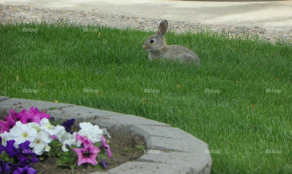 Side view of a little, cute, brown and white bunny rabbit, sitting in lush green grass, as it is trying to hide behind a grey stone planter, with pink, purple and white flowers