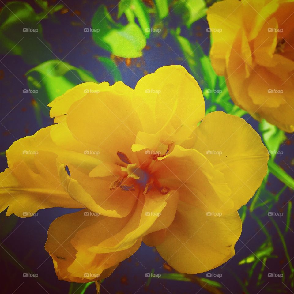 Tulpan. Utslagen tulpan