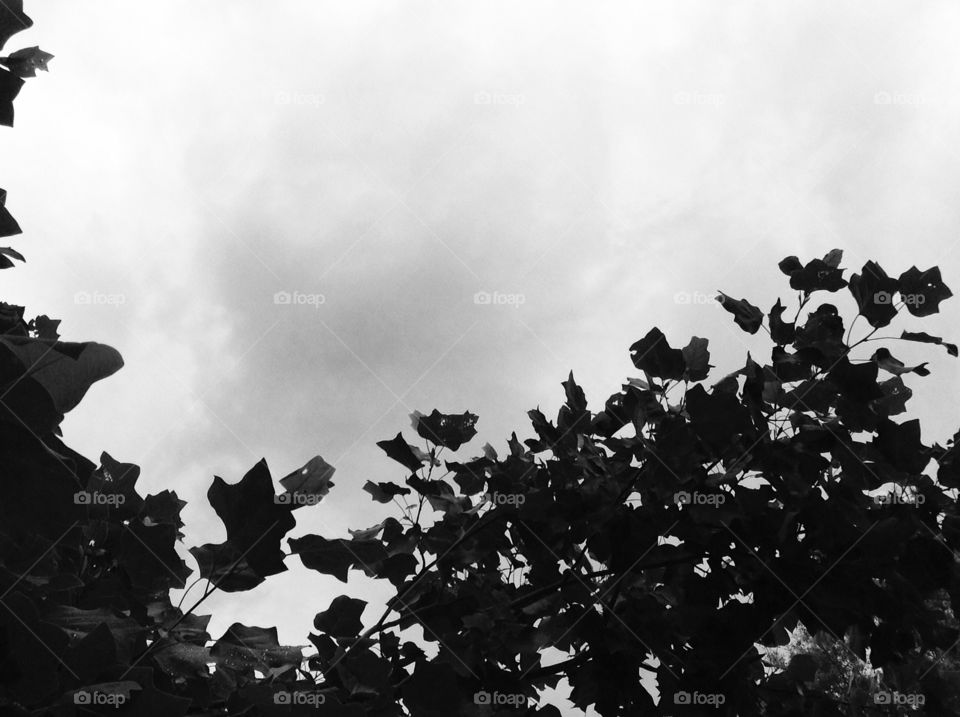 Leaves in the sky