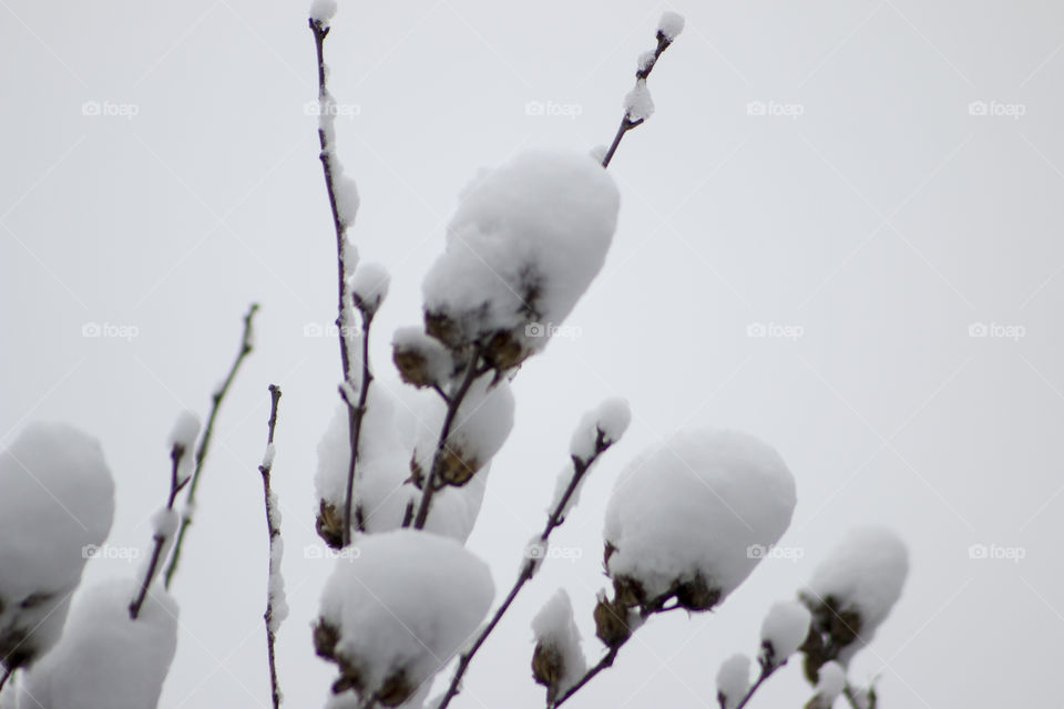 Plant covered in snow