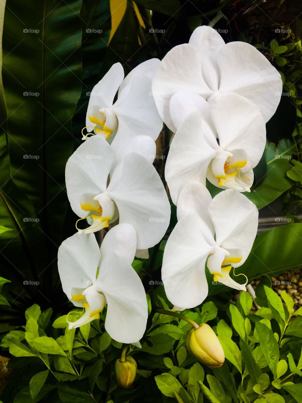 Orchids flower 