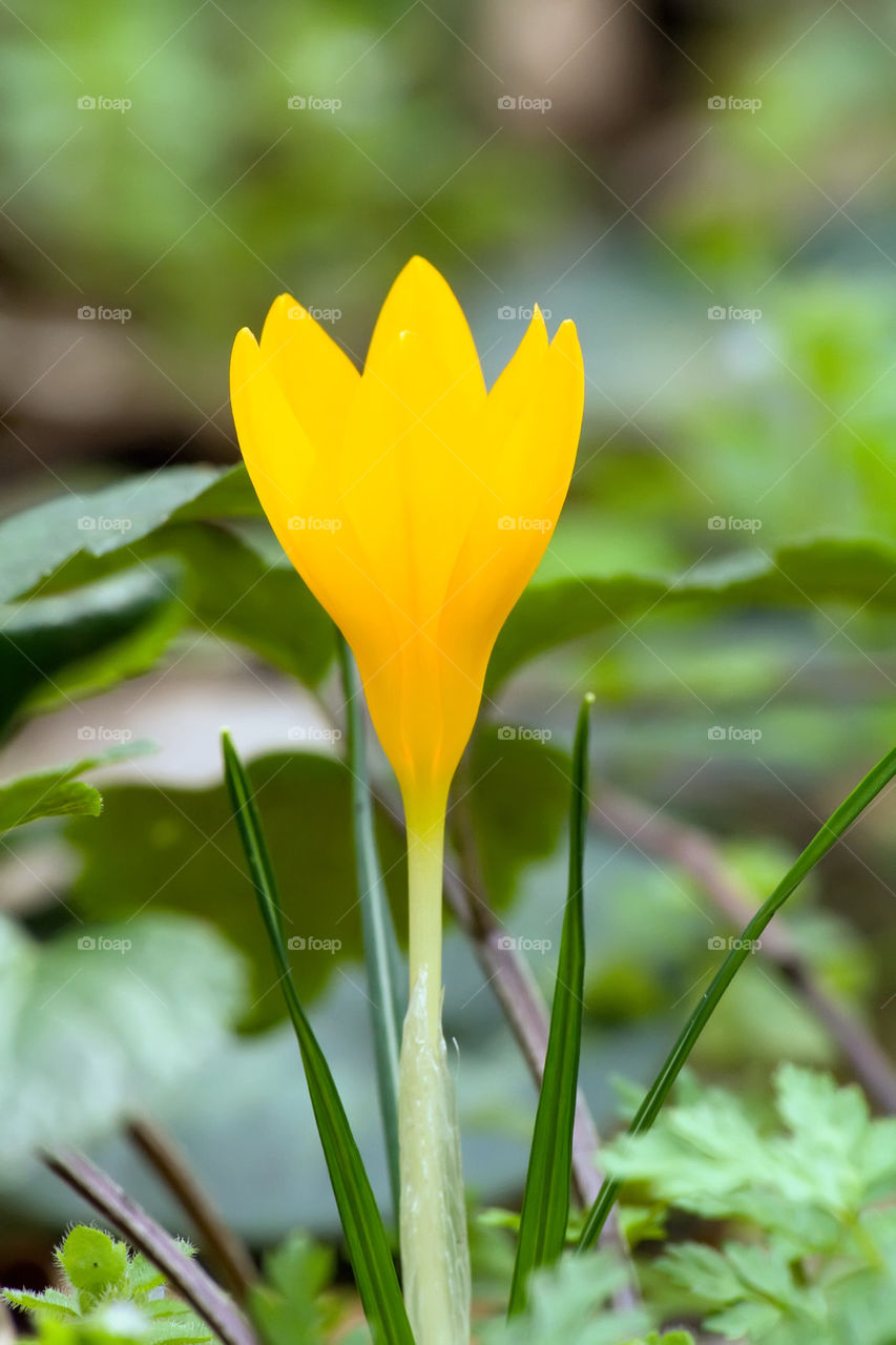 Yellow crocus