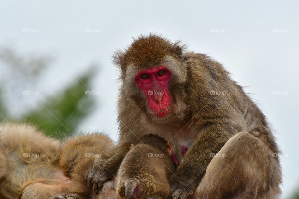 Momma macaque with baby