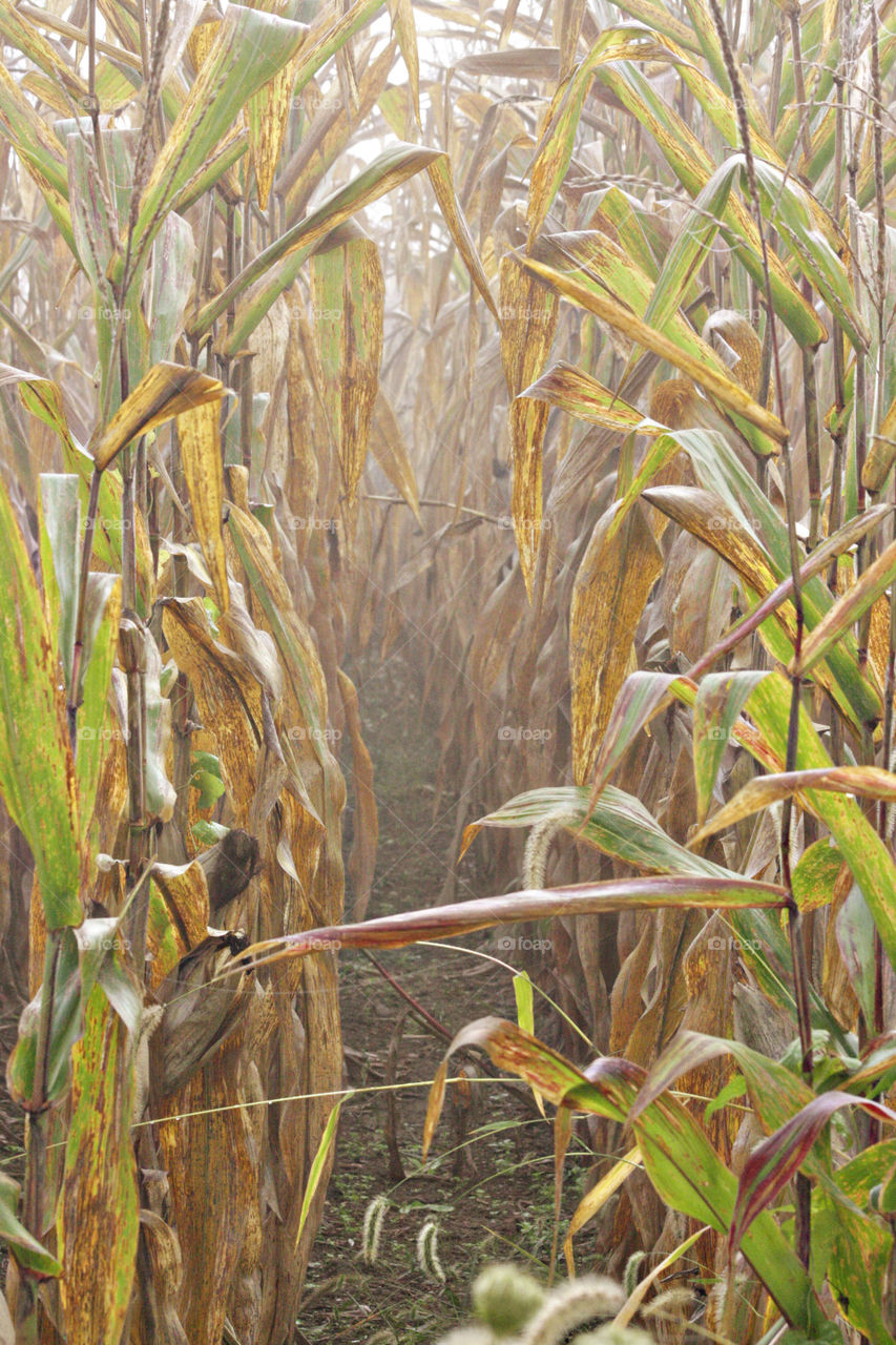 Corn field in the fall fog