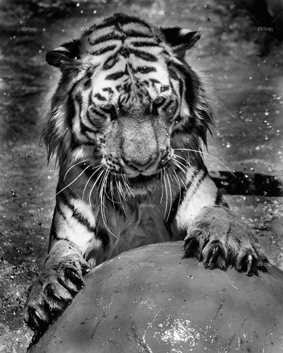 Bengal tiger on the attack