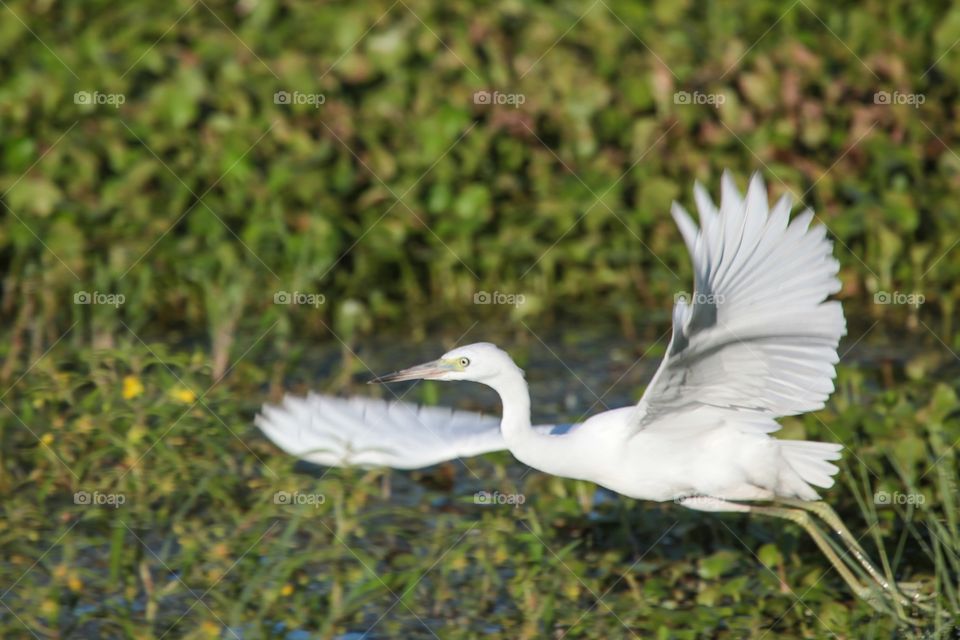 White Heron