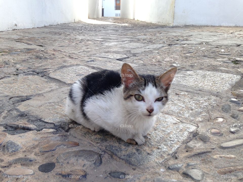 Cat, Animal, Portrait, No Person, Mammal