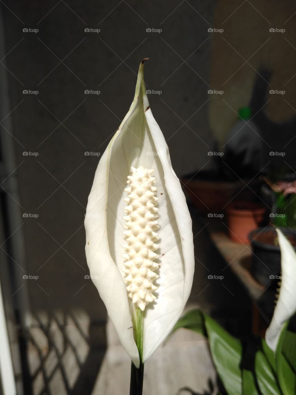 a super white flower in my home