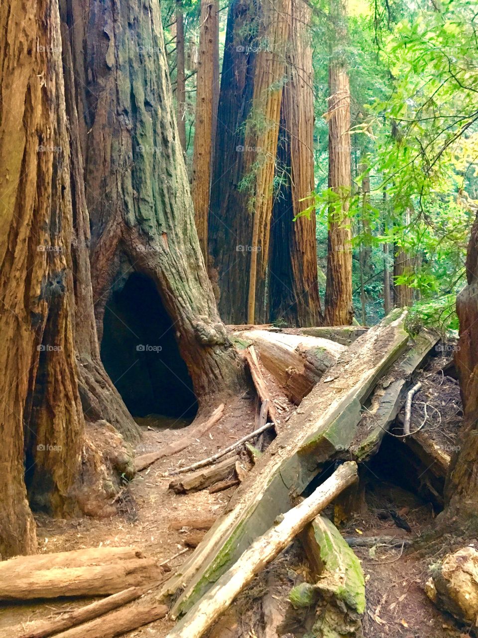 Redwoods in Muir Woods - Northern California 