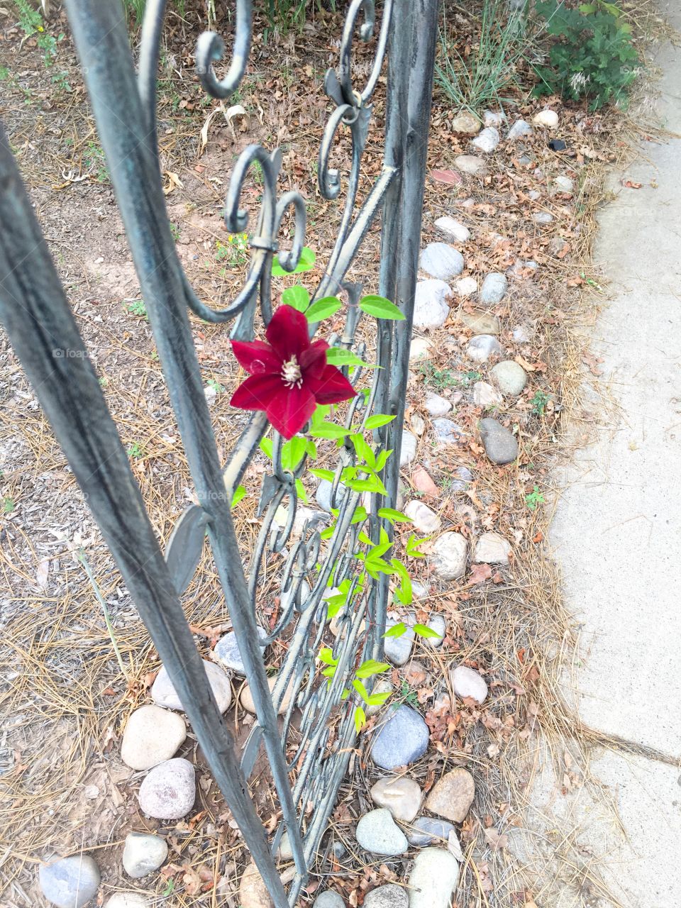 Clematis climbing the trellis 