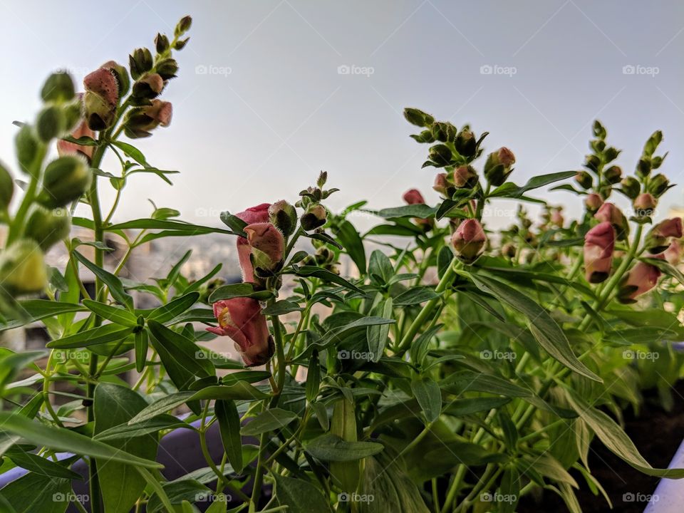 Urban blooming flowers at sundown