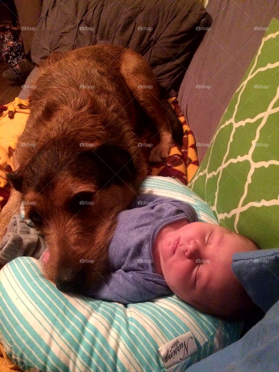 a boy and his dog
