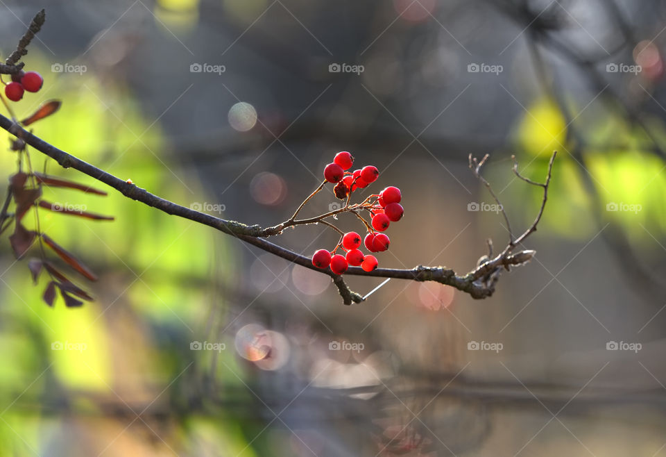 Backlit red rowan berries in a late October morning