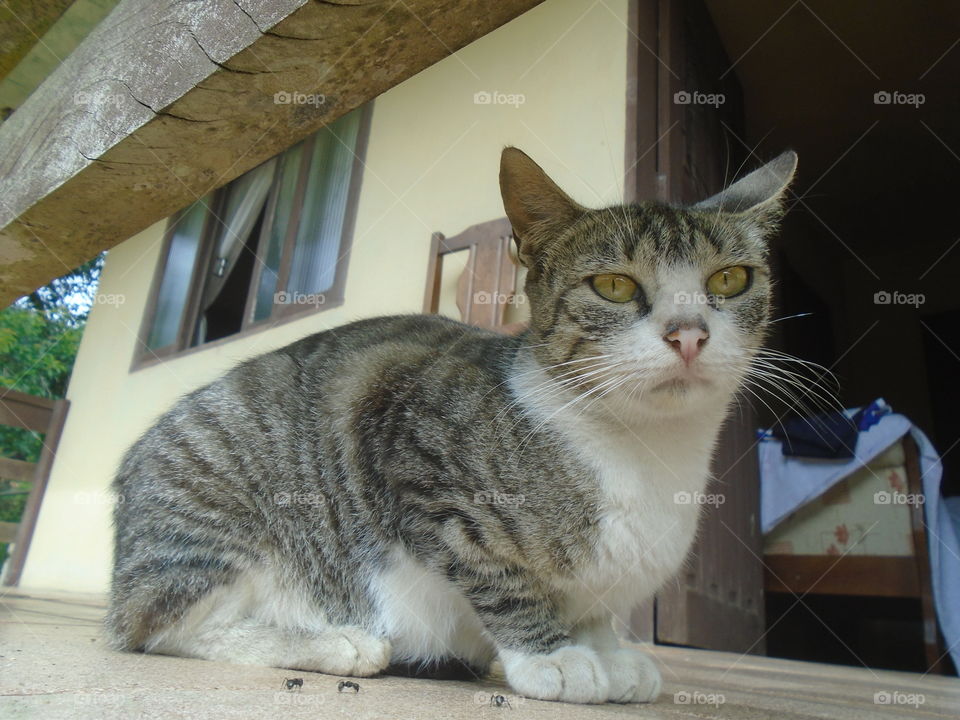 ANIMAL, FELINOS, GATO