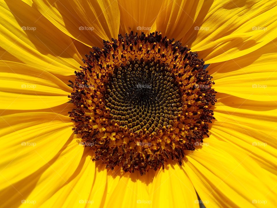 Home grown sunflower closeup