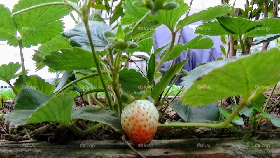Still green strawberry, slowly becoming ripe and balanced with ground. The green around it it makes a nice background