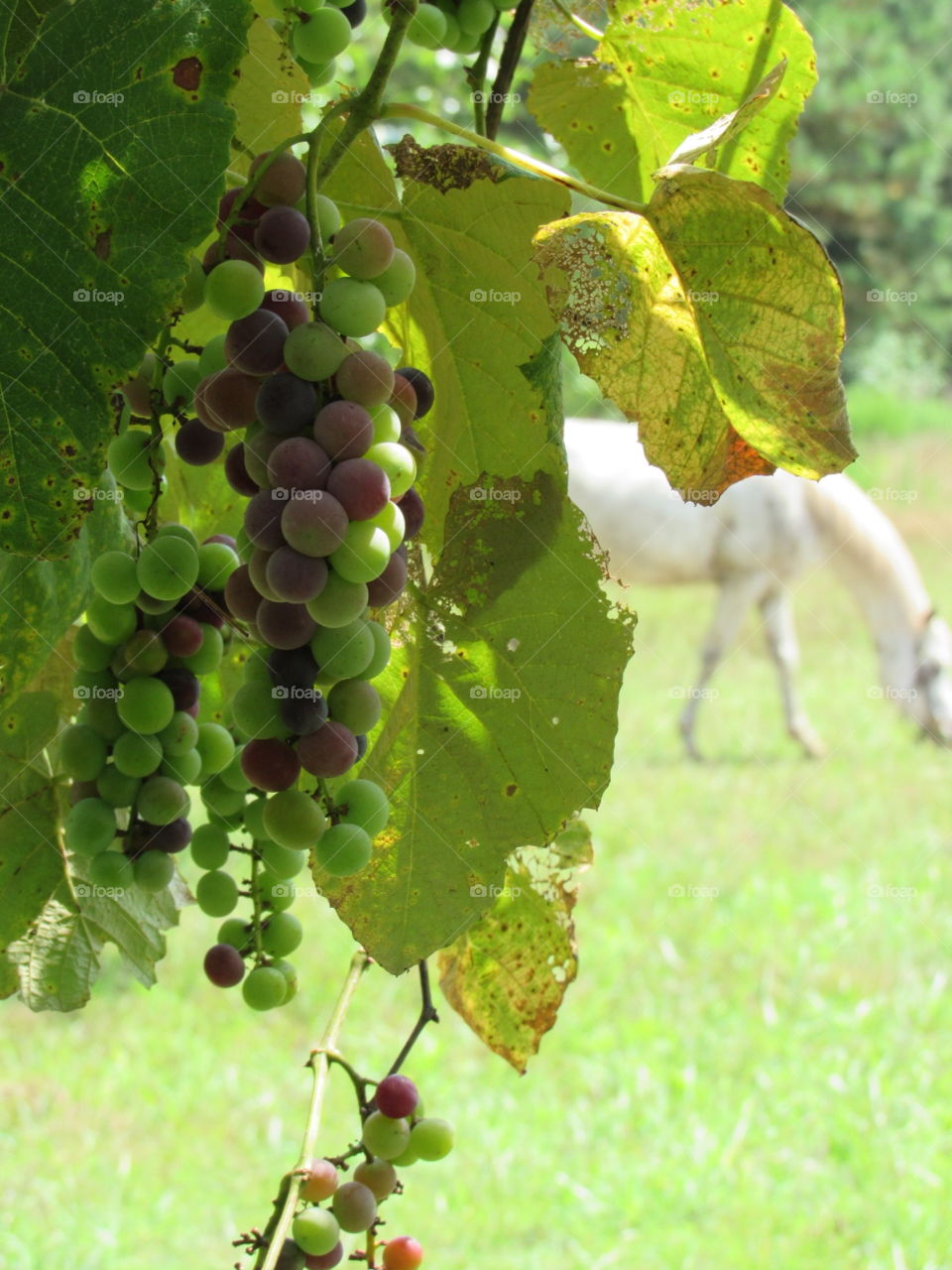 Fruit, Vine, Leaf, Vineyard, Grapevine