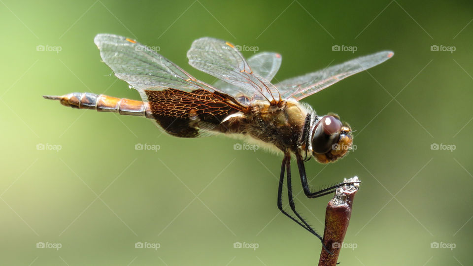 Dragonfly on twig