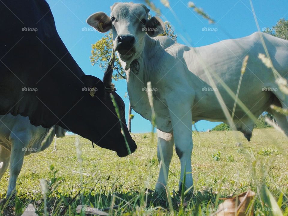 Carinhosos e curiosos. Affectionate and curious.