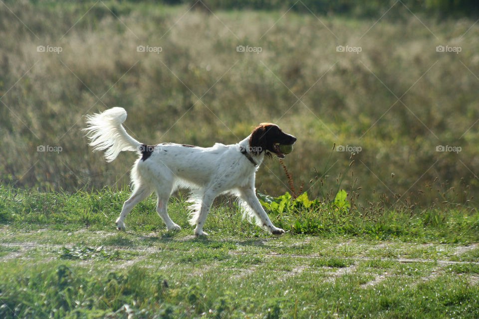 Springer Spaniel