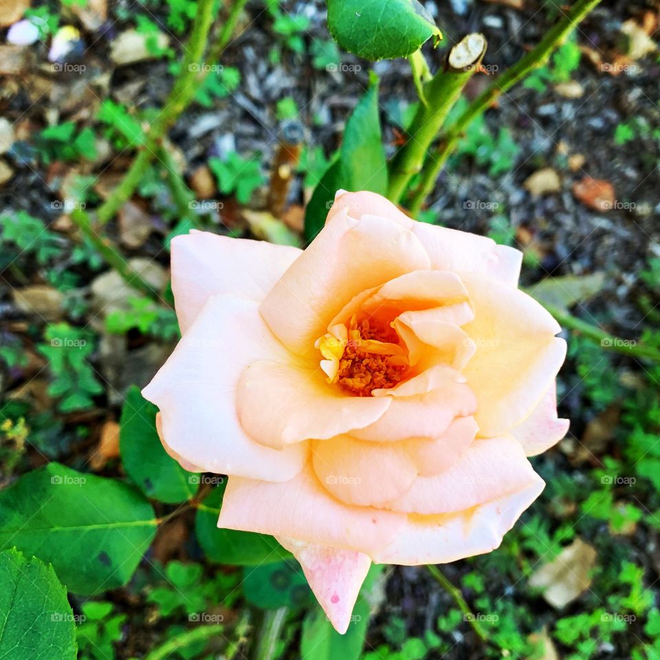 Last rose of summer 