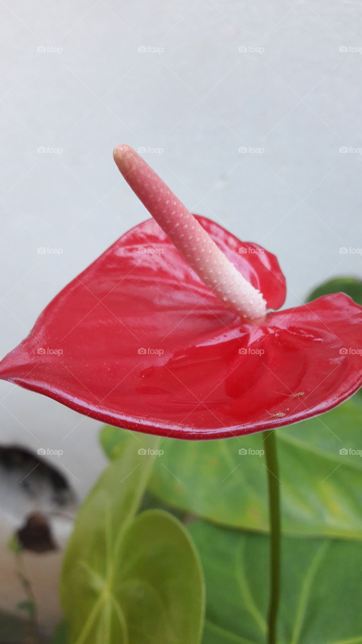 Red leaf type