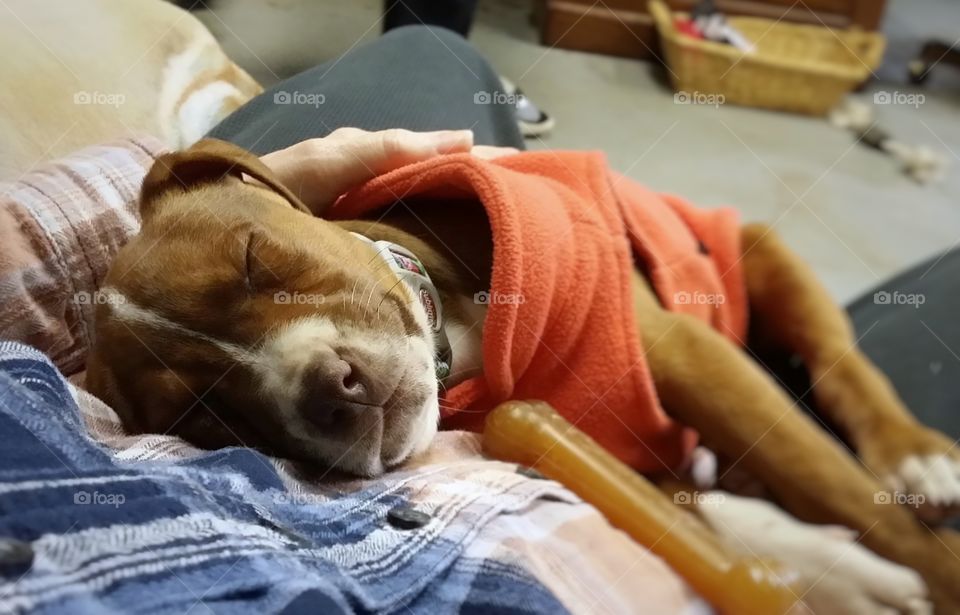 Sweet Catahoula pit bull cross mix puppy sleeping in my lap in winter with orange sweater and bone cozy friends smiling and happy