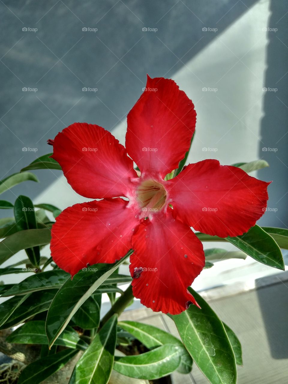 Bunga Kamboja Jepang