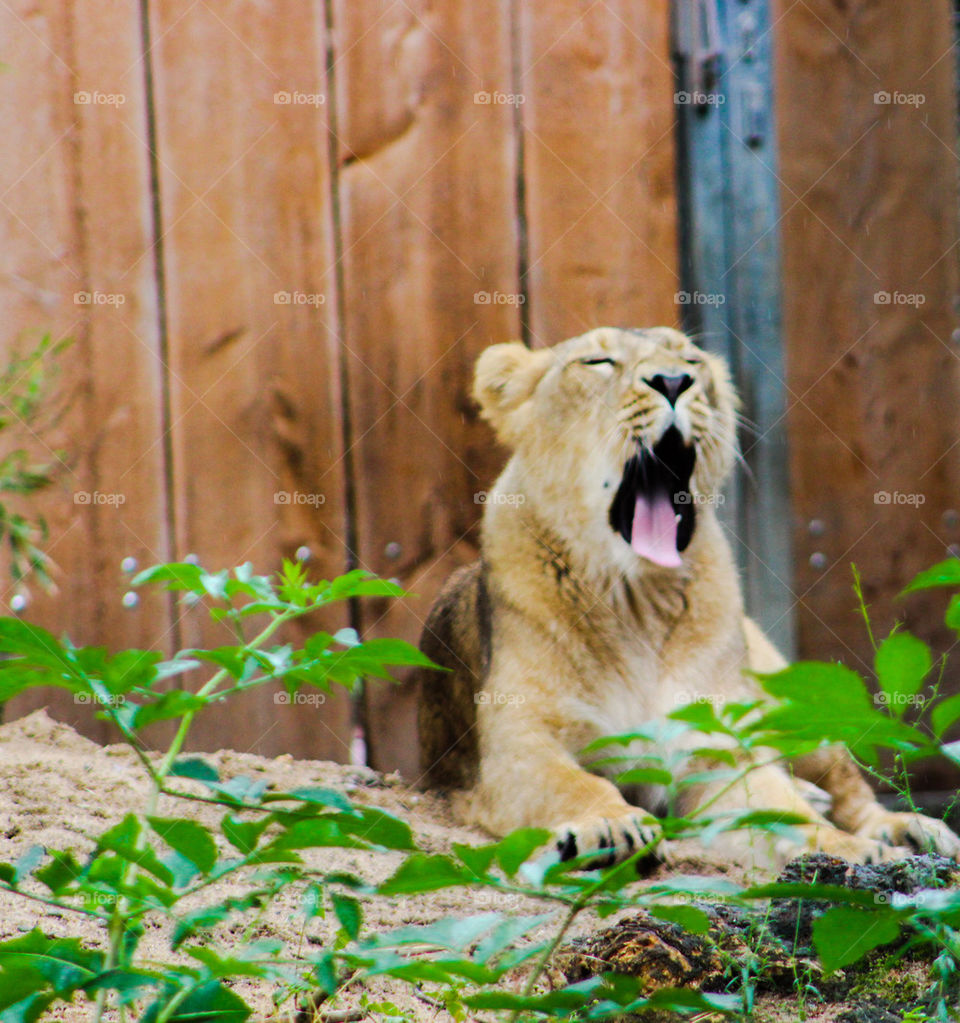 lion yawning
