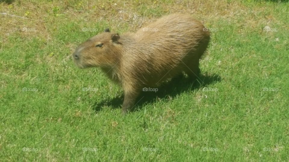 capabara