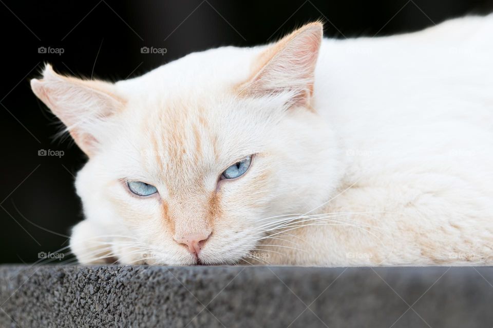 Portrait of beautiful cat with blue eyes looking angry 