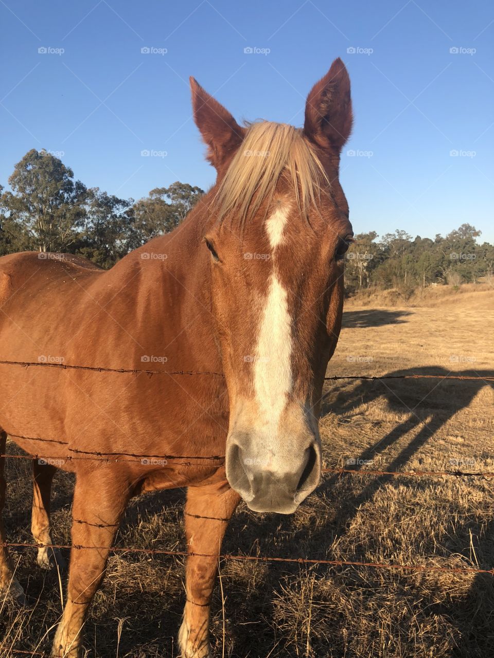 Beautiful horse 