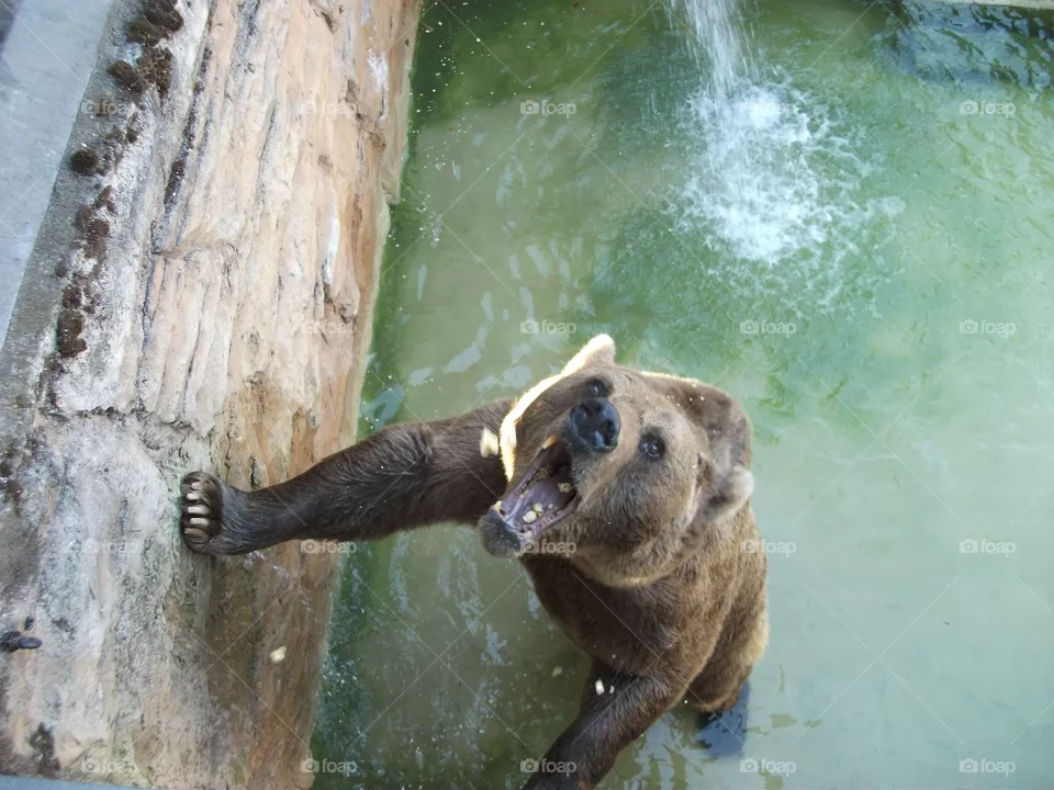 Bear