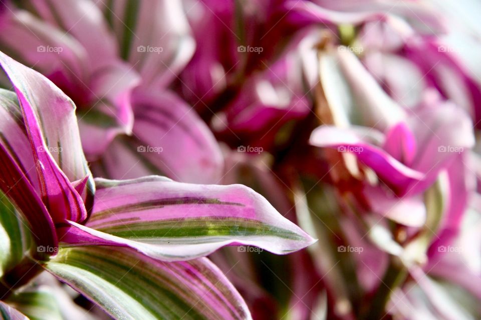 Plants in pink and purple 