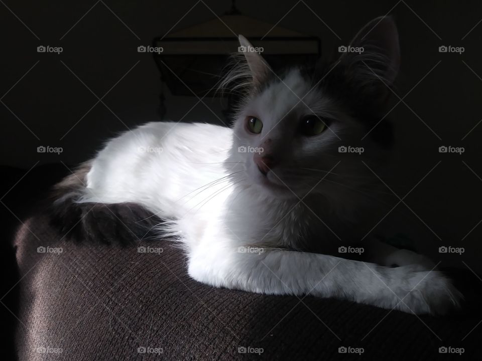 A handsome white cat named Cloud lounging around