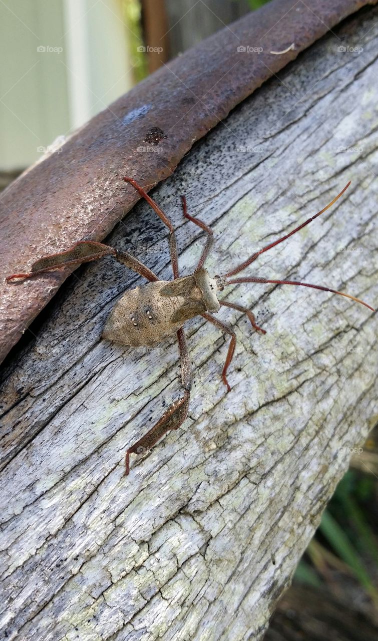 Leaf Footed Bug