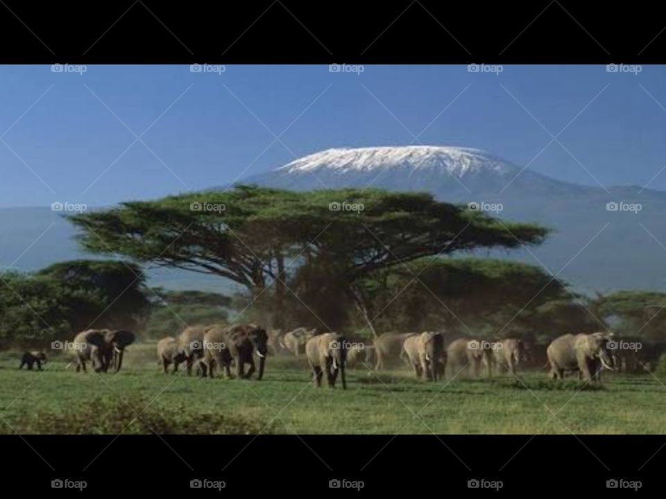 the giantic elephants of masai mara kenya beautiful gods creation infront of mount kenya