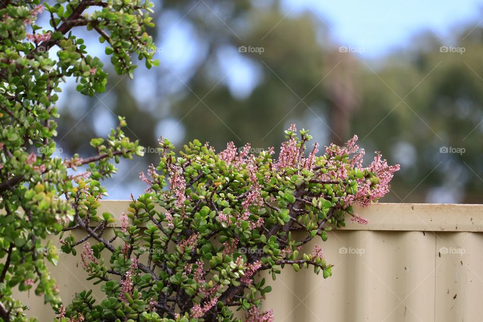 Crassula Ocata (Latin) commonly known as a jade tree or plant, friendship tree  or lucky tree, an evergreen succulent with tiny pink blossoms, a large jade tree over fence outdoors 