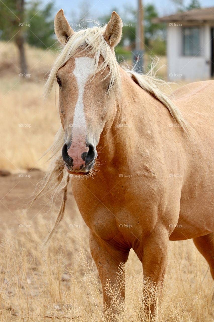 Wild Palomino stallion in field facing camera 