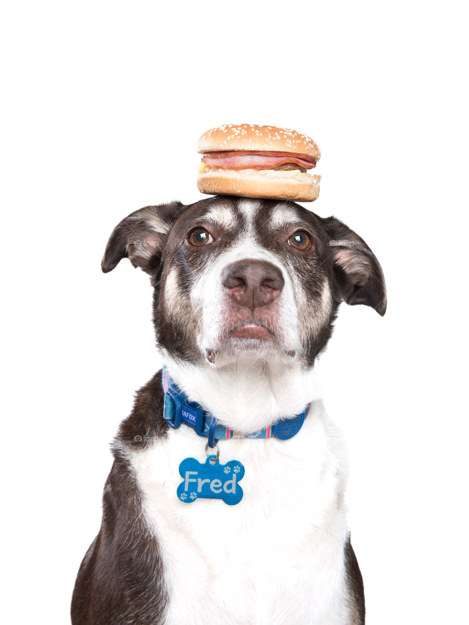 Dog with hamburguer