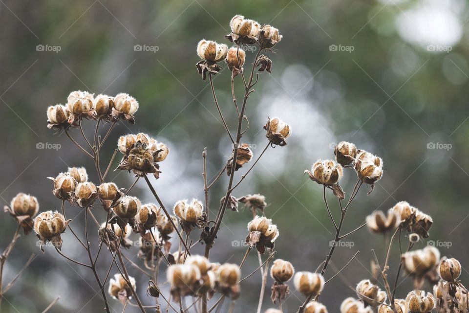 冬季植物