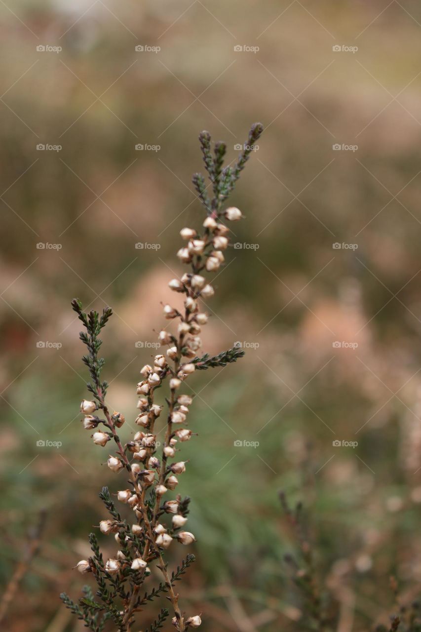 Close Up Spring Forest Flowers

Beautiful Floral Background or Wallpaper