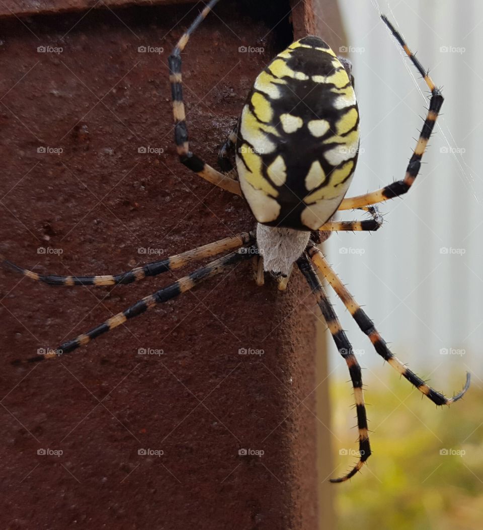 Spider on rust