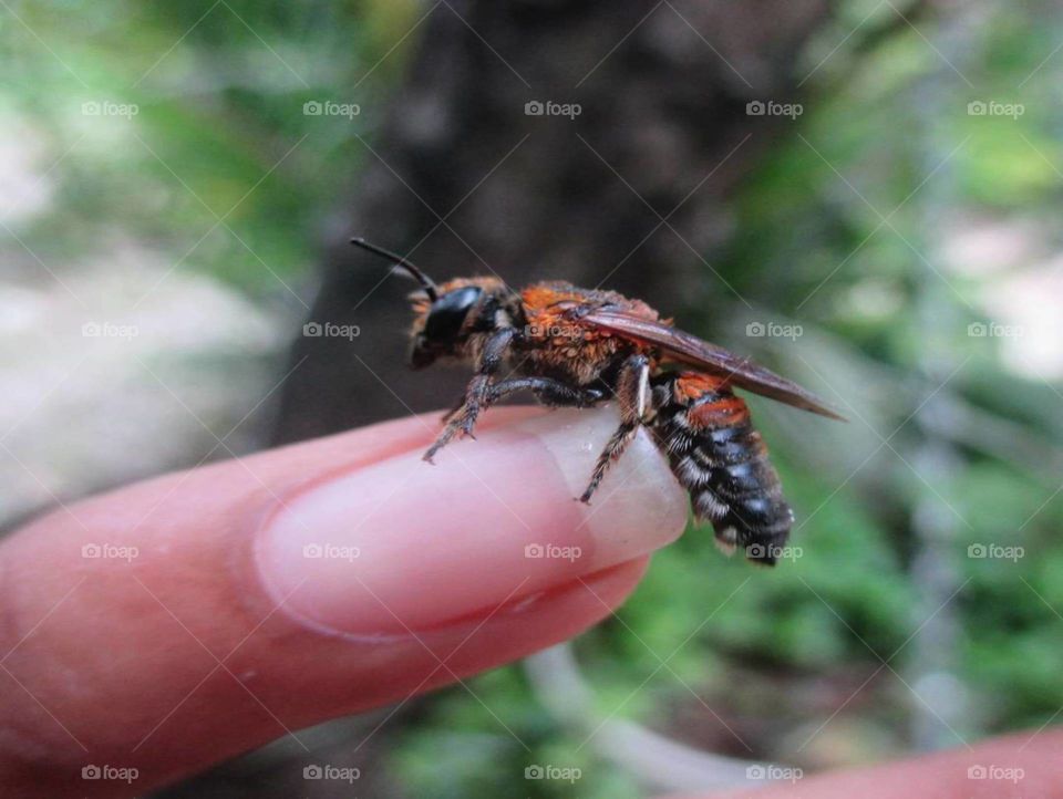 bee on finger